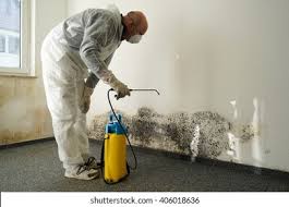 Best Mold Damage Restoration  in Port Ewen, NY